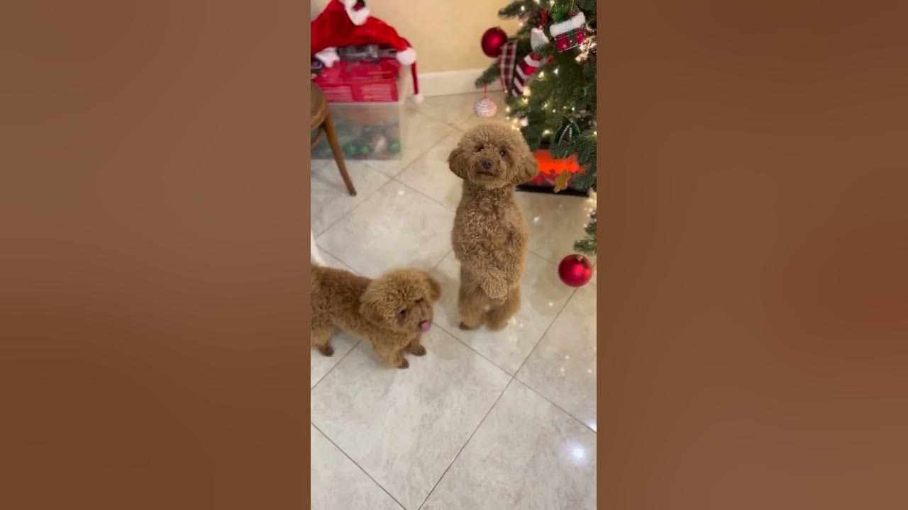 Jingle Bells Doggie Style! #shorts #jinglebells