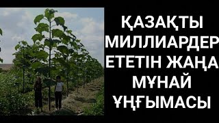 ДИЗЕЛЬ ӨНДІРУГЕ БОЛАТЫН ПАВЛОВНИЯ ДЕГЕН ҚАНДАЙ АҒАШ? 1 ЖЫЛДА 5-6 МЕТРГЕ ӨСЕТІН АҒАШТЫ БІЛЕСІЗ БЕ?