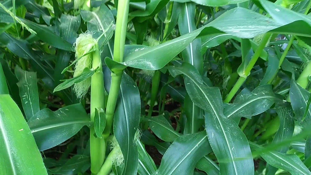 Growing peaches and cream sweet corn. YouTube