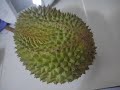 Home Grown Musang King Durian