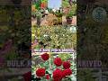 Bulk Rose Stock Arrived🤩🌹🌹Shop now - 9566134017- Porur karambakkam #plantlover #gardening #nature