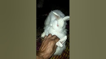 male rabbit did mating with help | mating done finally | how to handle female rabbit for intercourse