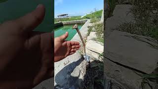 Üzüm Aşısı sonucu #bitkiler #yetiştiricilik #garden #grafting #satisfying #farming #köy #agriculture