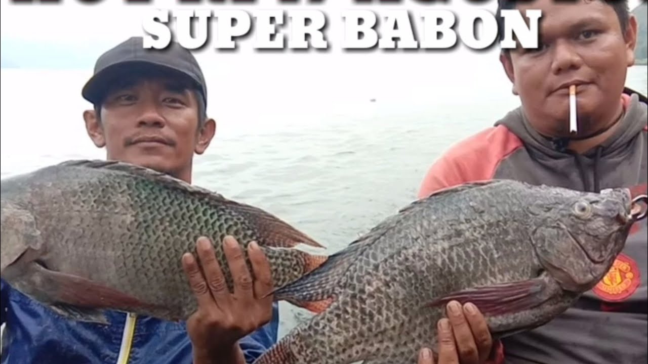 Semua pemancing pesta strek super babon di danau toba