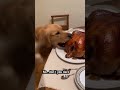 TURKEY THIEF!!! 😭🐶🦃 #funny  #animalhumor #cute #animaljoke  #funnyanimal #thanksgiving #dog #viral