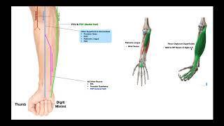 Branches of the Ulnar & Median Nerves [in Forearm]