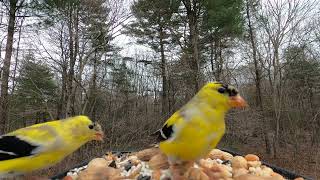 American Goldfinch