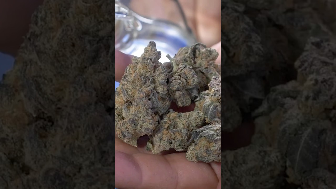 Reviewing the Chunky and Potent Royal Wedding Strain