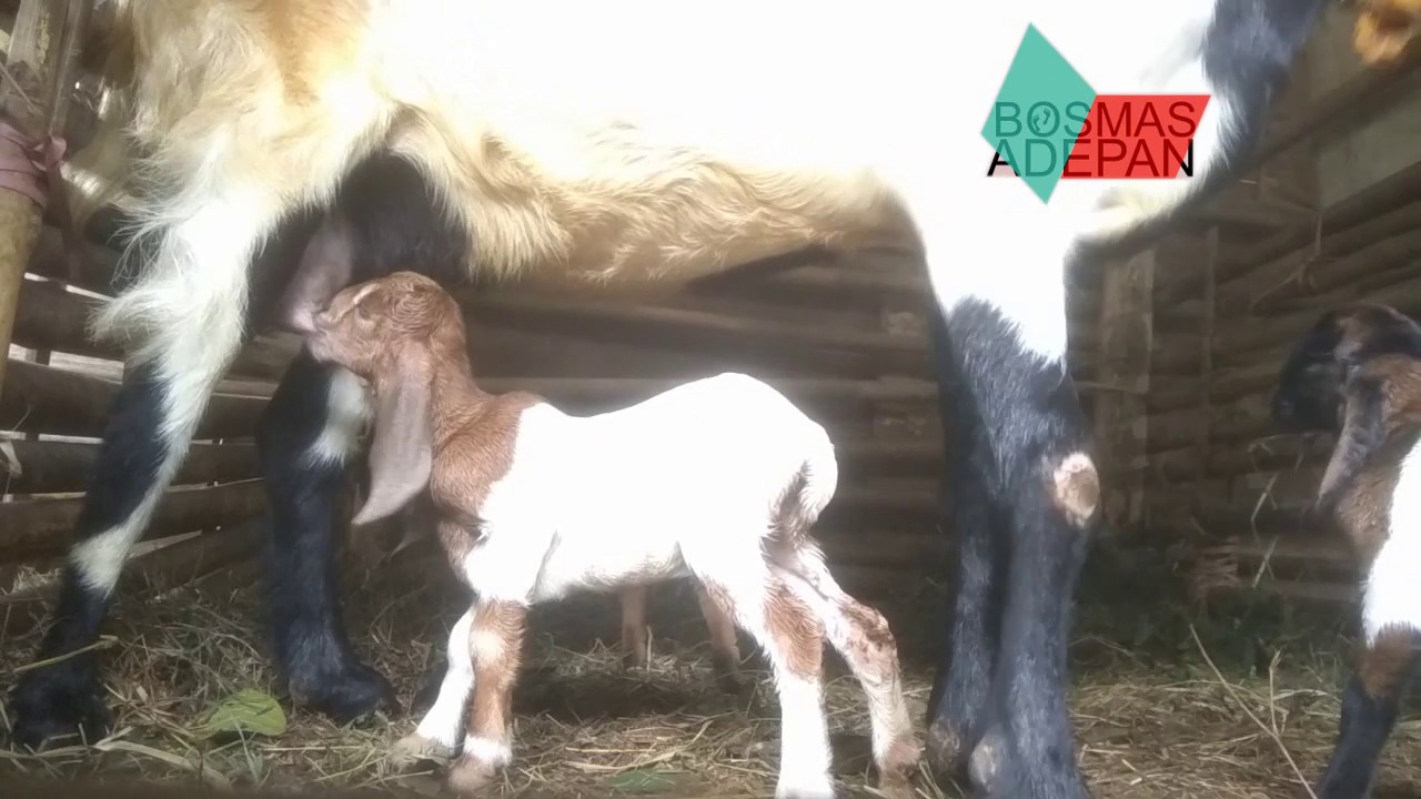 Anak Kambing Lucu Baru Lahir Kembar 3 YouTube Anak Kambing Lucu Baru Lahir Kembar 3 YouTube