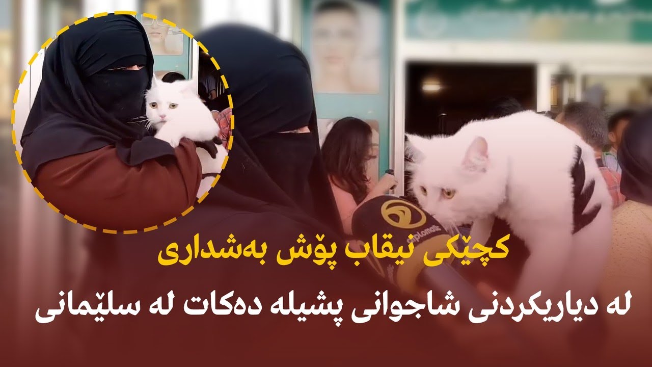 كچێكی نیقاب پۆش بەشداری لە دیاریكردنی شاجوانی پشیلە دەكات لە سلێمانی