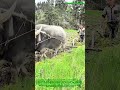 Why some farmers still choose Old World Farming: The ancient art of plowing with a water buffalo.