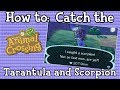 How to: Catch the Tarantula and Scorpion (Remaster)