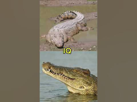 Saltwater crocodile vs Nile crocodile 🐊 #shorts - YouTube