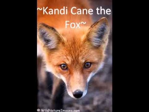 ~Intro and Kandi Cane the arctic Fox