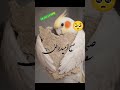 وطنم پاره تنم Birds ترکمتر Parrot تورکیا Funny کلیک لایک Cockatiel ترن 