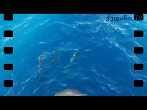 დელფინები მიაცილებენ ჩვენს მეზღვაურებს. Dolphin
