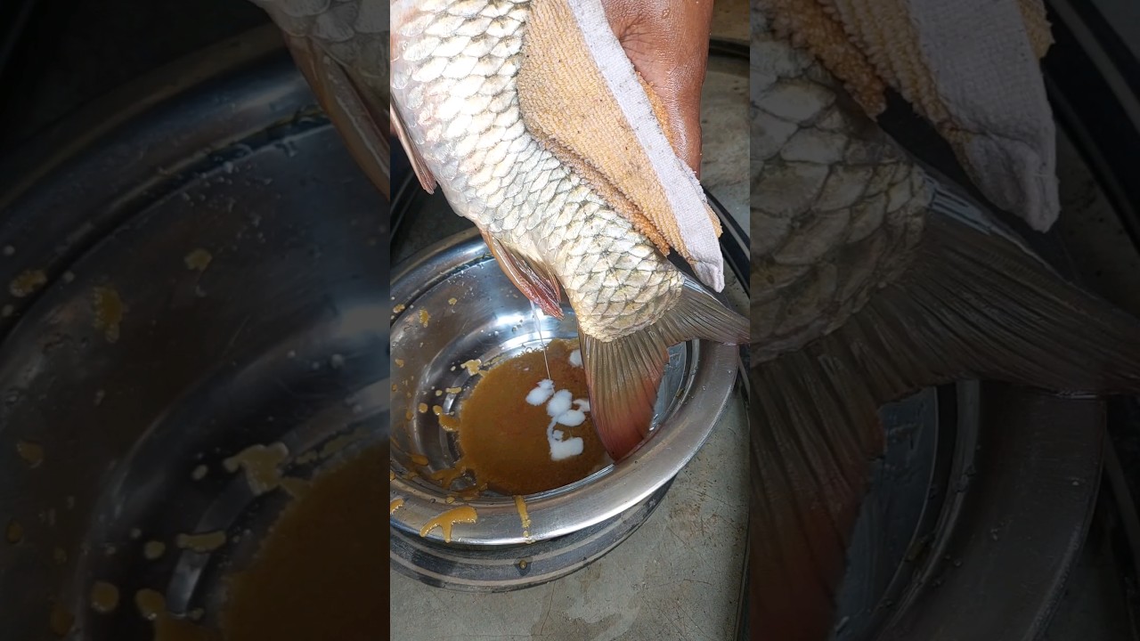 common carp fish breeding || carp fish breeding process || stripping fish breeding 
