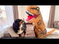 Funny Dog Reacts to T-Rex: Bernese Mountain Dog Teddy