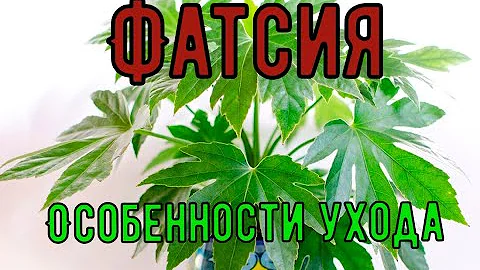 Фатсия. Особенности ухода