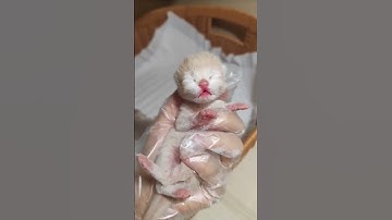 Newborn Kitten Meows Continuously 😿🥺 | The Sound Is So Adorable! #CuteCats #funnycats