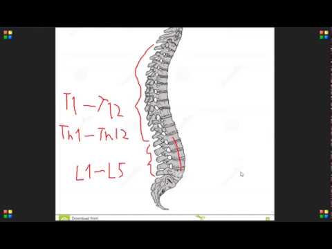 Video: T4 Rintakehän Selkärangan Malli, Kuvat Ja Anatomia - Vartalokartat