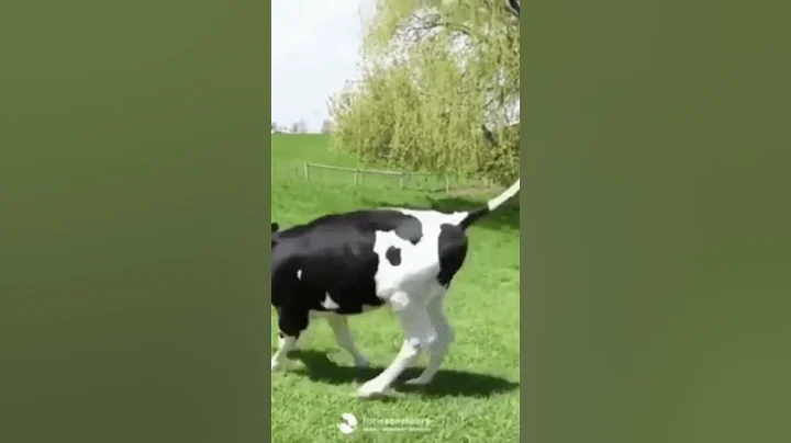 Simple Joy Mother Cow & Baby Calf Playing Natural Sounds 🐮🐄 #funny #viral  #shorts #love #animals
