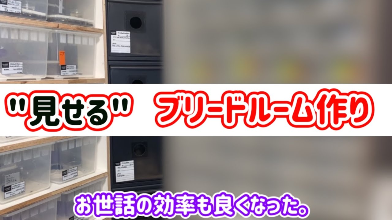 模様替え】ブリードルームに新しくラックを導入！見せるブリードルーム 