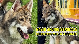 Nasib Terakhir Anjing Serigala Milik Alshad - Chester The Wolf