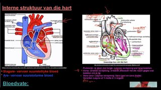 Graad 10 Lewenswetenskappe Menslike Vervoerstelsel DEEL 3 Hart Interne Struktuur