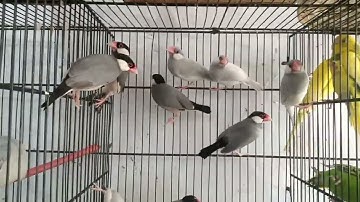 Java Birds colony 2023 l Silver Java l Fawn Java l Gray Java l White java