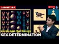 Sex Determination in Animals I Developmental Biology I CSIR NET JUNE 2024 I IFAS