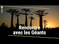 A la dcouverte des baobabs de madagascar  rtbf info