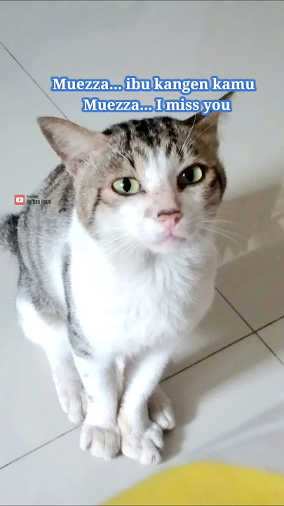 Muezza i miss you #animal #cat #catlovers #kucing #binatang #kangen #rindu #hewan
