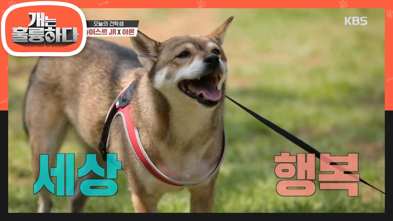 아론이 개훌륭에 나오고 싶던 이유는?!  [개는 훌륭하다/Dogs Are Incredible] 20200803