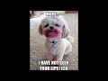 23+ Funny Dog Memes Clean 2019