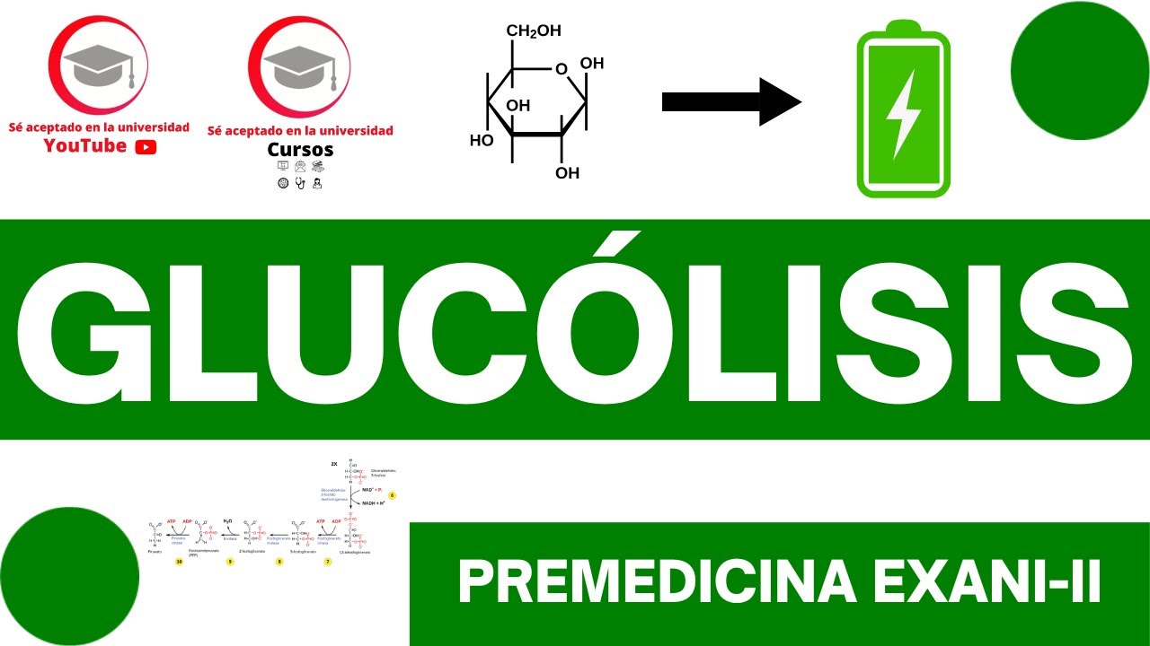 PRODUCTOS DE LA GLUCÓLISIS | CLASE 15 DEL CURSO DE PREMEDICINA PARA EXANI-II