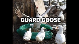 Introducing a guard Goose to protect our flock