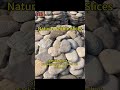 Natural Pebble Slices direct factory, premium quality competitive prices#constructionmaterial