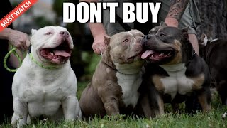 Don't BUY Micro Size American Bully ..