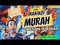 JUAL IKAN Koi Kohaku &amp; Showa Murah Berkualitas  Siap Kirim @LKNKEDIRI