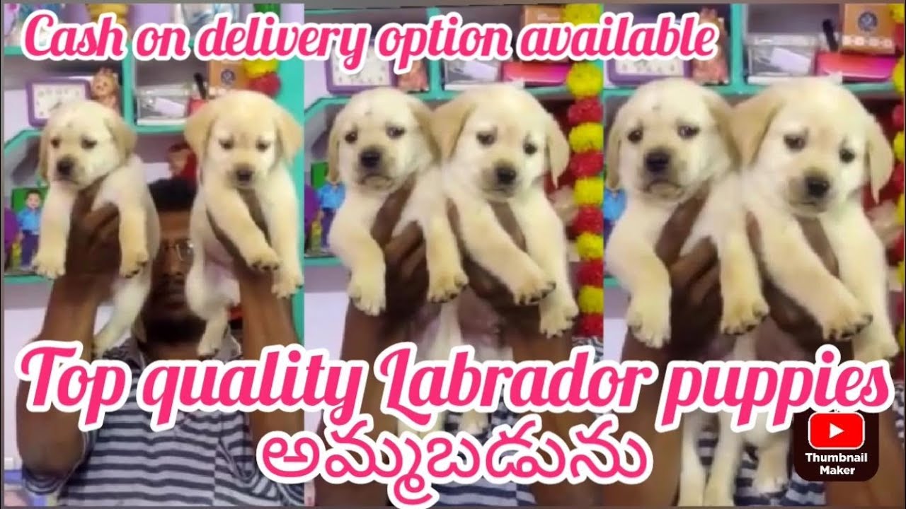 Labrador puppy for sale6302529656ongoledog market in ongole YouTube