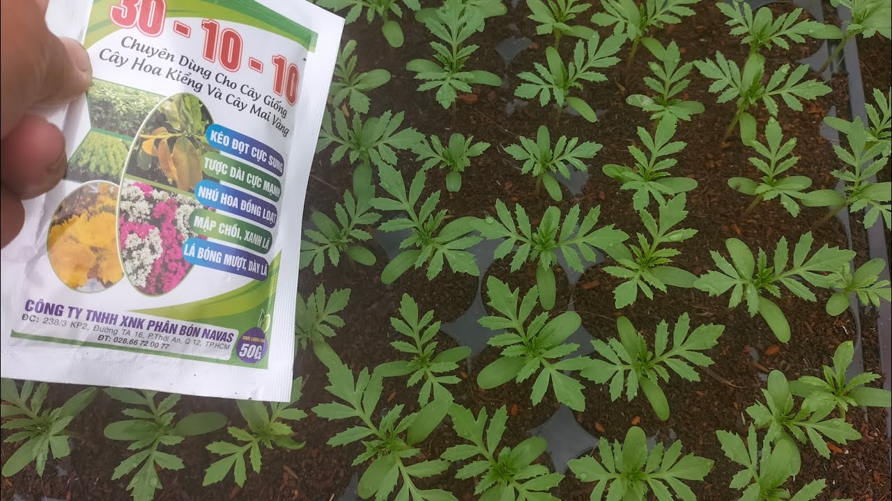 Cử phân đầu tiên cho cây vạn thọ con + thuốc nở lá mập thân cho cây. Hoa Tết