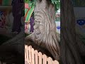 pohonnya hidup😱