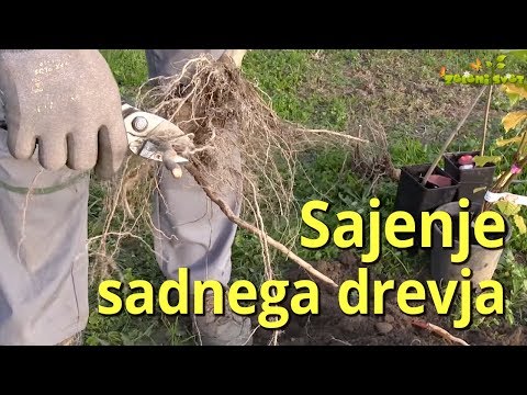 Video: Sajenje sadik jablan: nasveti vrtnarjev