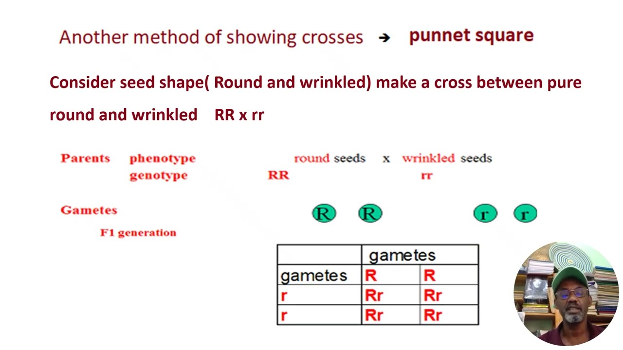 Biology Grade 11 unit 4 Mendelian Genetics part 2