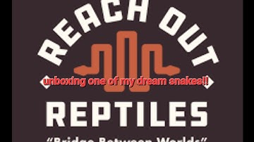 Reticulated python review - Super Dwarf Reticulated Python!