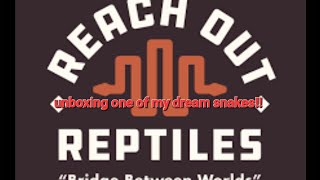Reticulated python review - Super Dwarf Reticulated Python!