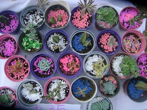 Trasplante de Cactus y Suculentas - Cactulocura - Youtube