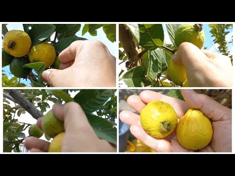 Harvesting Guavas at home 🏡
