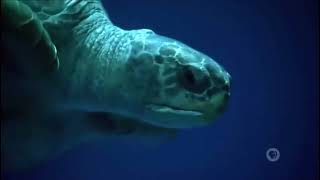 Thomas Newman - The Turtle Lope (Liam Fearon Style)
